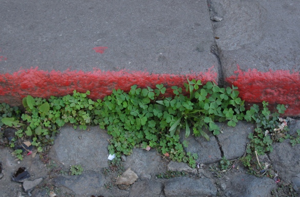 Photo of weeds growing in an old street.