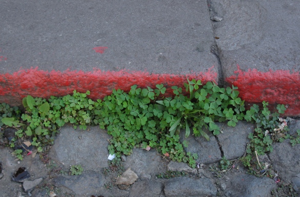 Photo of weeds growing in an old street.